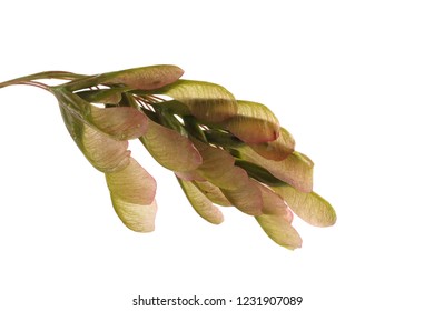 Ashleaved Maple Acer Negundo Seeds Stock Photo 1231907089 | Shutterstock