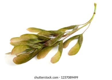 Ashleaved Maple Acer Negundo Seeds Stock Photo (Edit Now) 1177250170