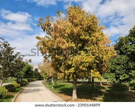 Ash-leaved maple (Acer negundo) tree in the autumn