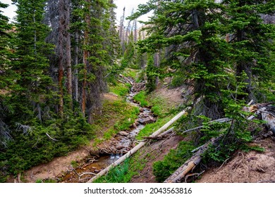 Ashley National Forest Utah Usa Stock Photo 2043563816 | Shutterstock