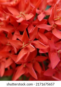 Ashoka flower is a beautiful flower to plant in the park , it is small and red in color