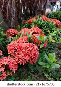 Ashoka flower is a beautiful flower to plant in the yard, it is small and red in color