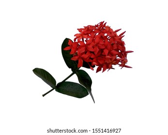 Ashoka Flower Images, Stock Photos & Vectors | Shutterstock