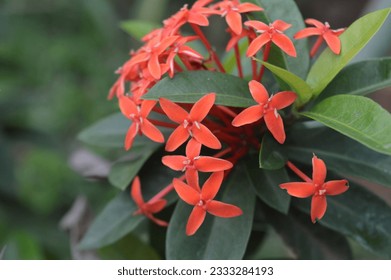 Ashoka flower or with the Latin name Ixora chinensis with small red flowers