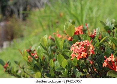 Ashoka Flower Is A Plant With Beautiful Flowers That Are Very Familiar. In Indonesia Itself, It Is Very Easy To Find Ashoka Flowers Thriving In People's Yards.