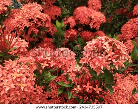 Ashoka flowers as ornamental plants. The Ashoka plant has the Latin name Saraca asoca, where the Ashoka flower emits a fragrant aroma at night