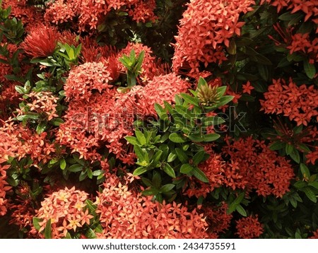 Ashoka flowers as ornamental plants. The Ashoka plant has the Latin name Saraca asoca, where the Ashoka flower emits a fragrant aroma at night