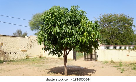 68 False ashoka tree Images, Stock Photos & Vectors | Shutterstock