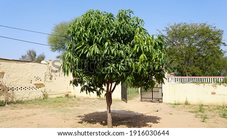 Ashoka tree with deep shadow and greenish leaves. Umbrella tree with large green branched inside the house.