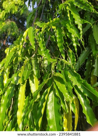 Ashoka tree leaves in summer