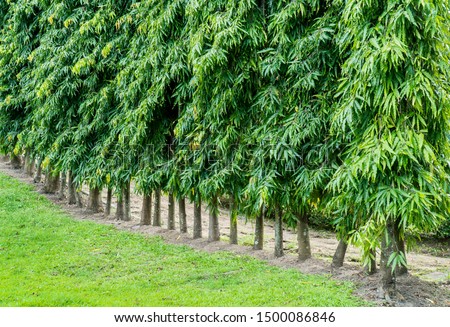 Ashoka tree or The Mast tree in the garden background. Row of green Cemetery tree in the park ( Polyalthia Longifolia ). ANNONACEAE