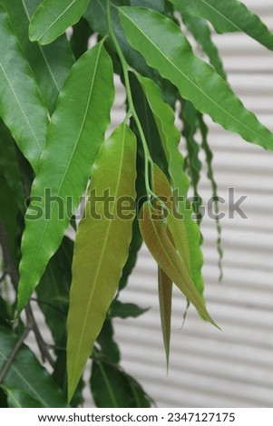 Ashoka Tree-Leaf with shine and growth.