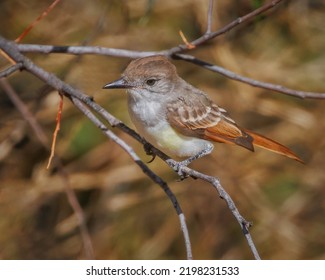 An Ash-throated Flycatcher on Perch