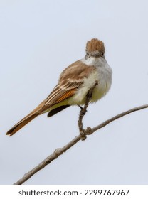 An Ash-throated Flycatcher on Perch