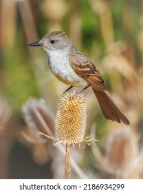 An Ash-throated Flycatcher on Thistle
