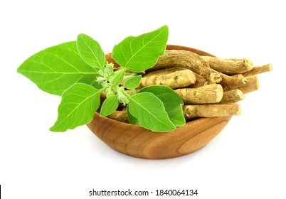 Ashwagandha Dry Root with Fresh Green Leaves in a Wooden Bowl, also known as Withania Somnifera, Ashwagandha, Indian Ginseng, Poison Gooseberry, or Winter Cherry. Isolated on White Background.