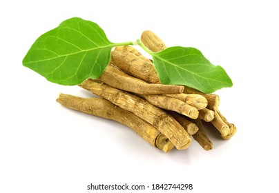 Ashwagandha Dry Root and Fresh Leaves, also known as Withania Somnifera, Ashwagandha, Indian Ginseng, Poison Gooseberry, or Winter Cherry. Isolated on White Background.