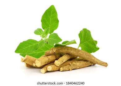 Ashwagandha Dry Root Medicinal Herb with Fresh Leaves, also known as Withania Somnifera, Ashwagandha, Indian Ginseng, Poison Gooseberry, or Winter Cherry. Isolated on White Background.