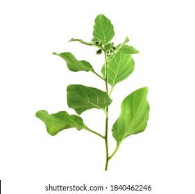 Ashwagandha Fresh Green Leaves on the Stem, Medicinal Herb Plant, also known as Withania Somnifera, Ashwagandha, Indian Ginseng, Poison Gooseberry, or Winter Cherry. Isolated on White Background.