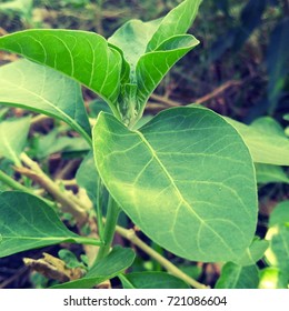  Ashwagandha plant. It is used as a herb in Ayurvedic medicine.