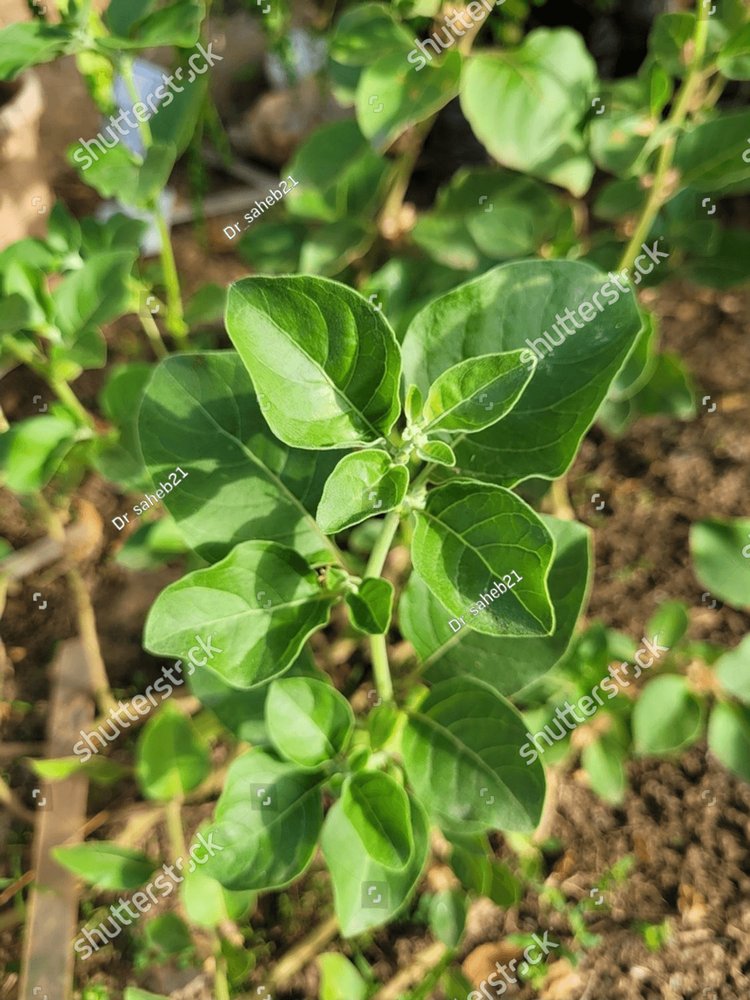 Ashwagandha, Scientifically Known As Withania Somnifera, Is An Ancient ...