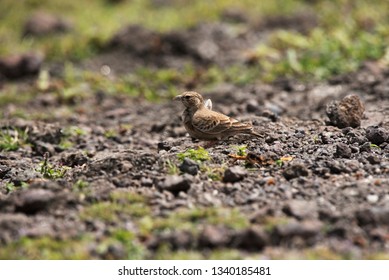 Ashy crowned sparrow, lark-Eremopterix griseus, Saswad, Pune, Maharashtra, India.