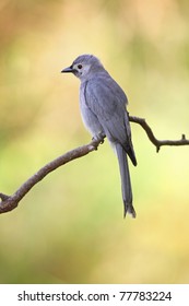 Ashy Drongo