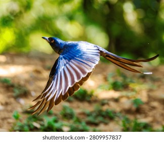 The Ashy Drongo glides effortlessly through the forest with graceful, agile flight. Its smoky-gray plumage, deeply forked tail, and streamlined body make it an expert aerial hunter. Capturing insects mid-air with remarkable precision, it performs swift twists and turns, showcasing exceptional speed, balance, and maneuverability in its natural habitat.