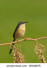 Ashy Prinia