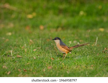 The Ashy Prinia Or Ashy Wren-warbler Is A Small Warbler In The Family Cisticolidae.
