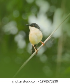 The Ashy Prinia Or Ashy Wren-warbler Is A Small Warbler In The Family Cisticolidae. 