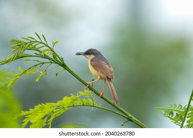 The Ashy Prinia Or Ashy Wren-warbler Is A Small Warbler In The Family Cisticolidae.[