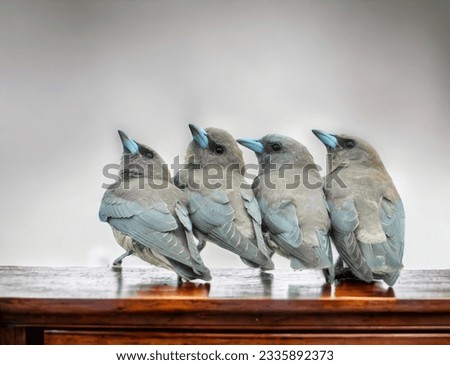 Ashy woodswallow, four birds are huddling together because of the cold weather. The birds are very happy.