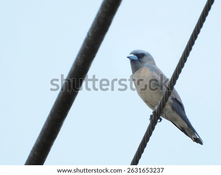Ashy Woodswallow Perched on Wire Bird on Cable Wildlife Photography Avian Nature Image