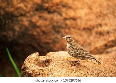 Ashy-crowned Sparrow-lark, Eremopterix griseus, Hampi, Karnataka, India.