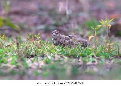Ashy-crowned sparrow-lark female standing on an open field