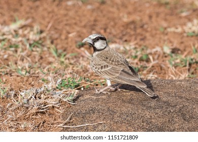 Imágenes Fotos De Stock Y Vectores Sobre Sparrow Lark - 