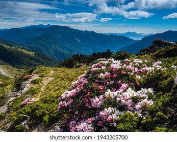 Asia - Beautiful landscape of highest mountains，Rhododendron, Yushan Rhododendron (Alpine Rose) Blooming by the Trails of Taroko National Park, Nantou，Taiwan  - Shutterstock ID 1943205700