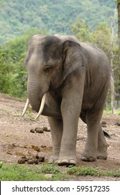 asia elephant
