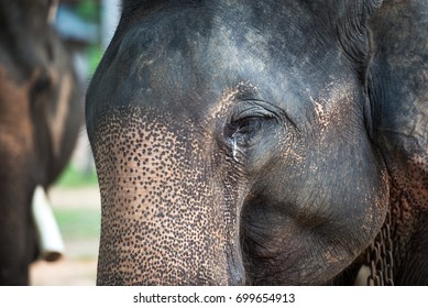 the necessity of the preservation of the asian elephant Mummy from 3,600 bc disproves 'natural preservation' theory, note: to clarify something, eating fruit is not a necessity for a healthy life. the necessity of the preservation of the asian elephant Mummy from 3,600 bc disproves 'natural preservation' theory, note: to clarify something, eating fruit is not a necessity for a healthy life.