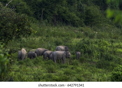 asia elephant in thailand