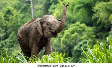 Elefantes de Asia en Tailandia, Elefantes de Asia en Chiang Mai. Parque natural del elefante, Tailandia