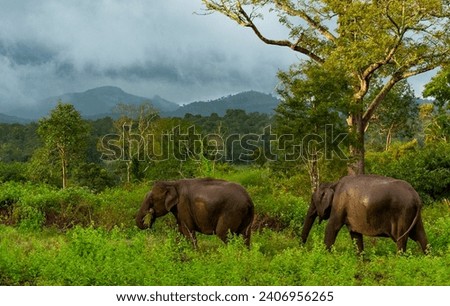 Asia Elephant in Thailand, Asia Elephants in Chiang Mai. Elephant Nature Park,