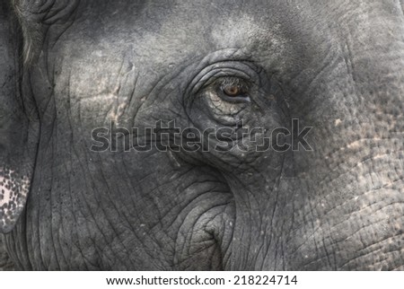 Similar – proboscidean Elephant Old