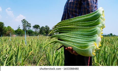 Asia farmer harvesting aloe vera leaf in the plant