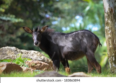 Asia Serow