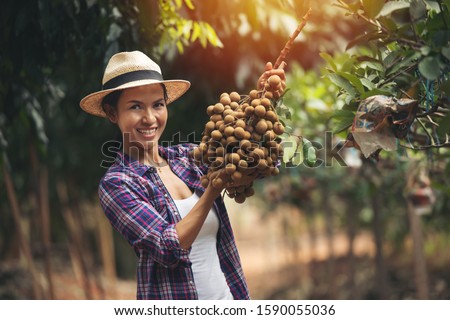 Asia woman gardener in purple shirt with hat show longans in fruit garden farm at sunny day