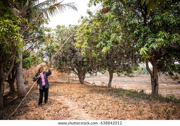asia woman is hunting Red fire ant on mango\
tree by basketwork. Thai people go hunt ant nest and find egg\' ant\
for cook. (Oecophylla\
smaragdina)