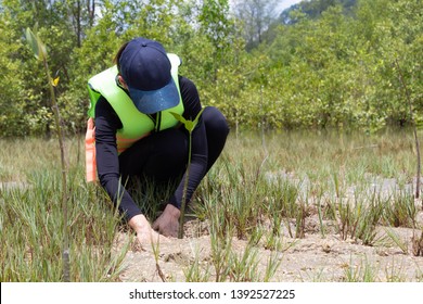 Asia Woman Planting Young Tree In Deep Mud In Mangrove Reforestation.