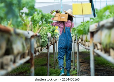 Asia Woman Worker Move Vegetable Tray Hydroponic Salad In Farm. Portrait Of Young Woman Worker Picking Organic Hydro Salad In Farm. Portrait Asian Woman Harvesting Fresh Vegetable.